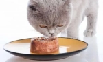 Cat feed: kako odabrati visoku kvalitetu